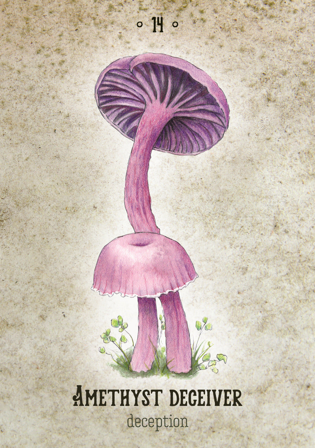 Mushroom Spirit Oracle kortos Rockpool Publishing