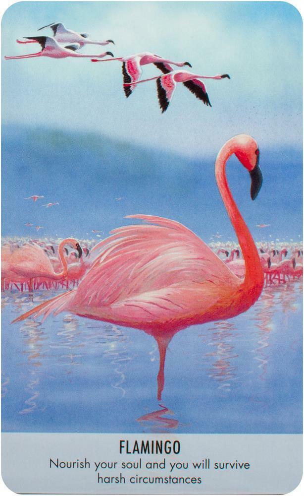 Bird Messages kortos Cico Books