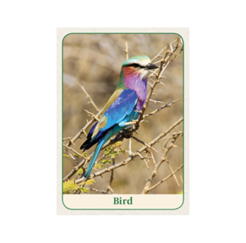 Natures Wisdom Mini kortos Animal Dreaming
