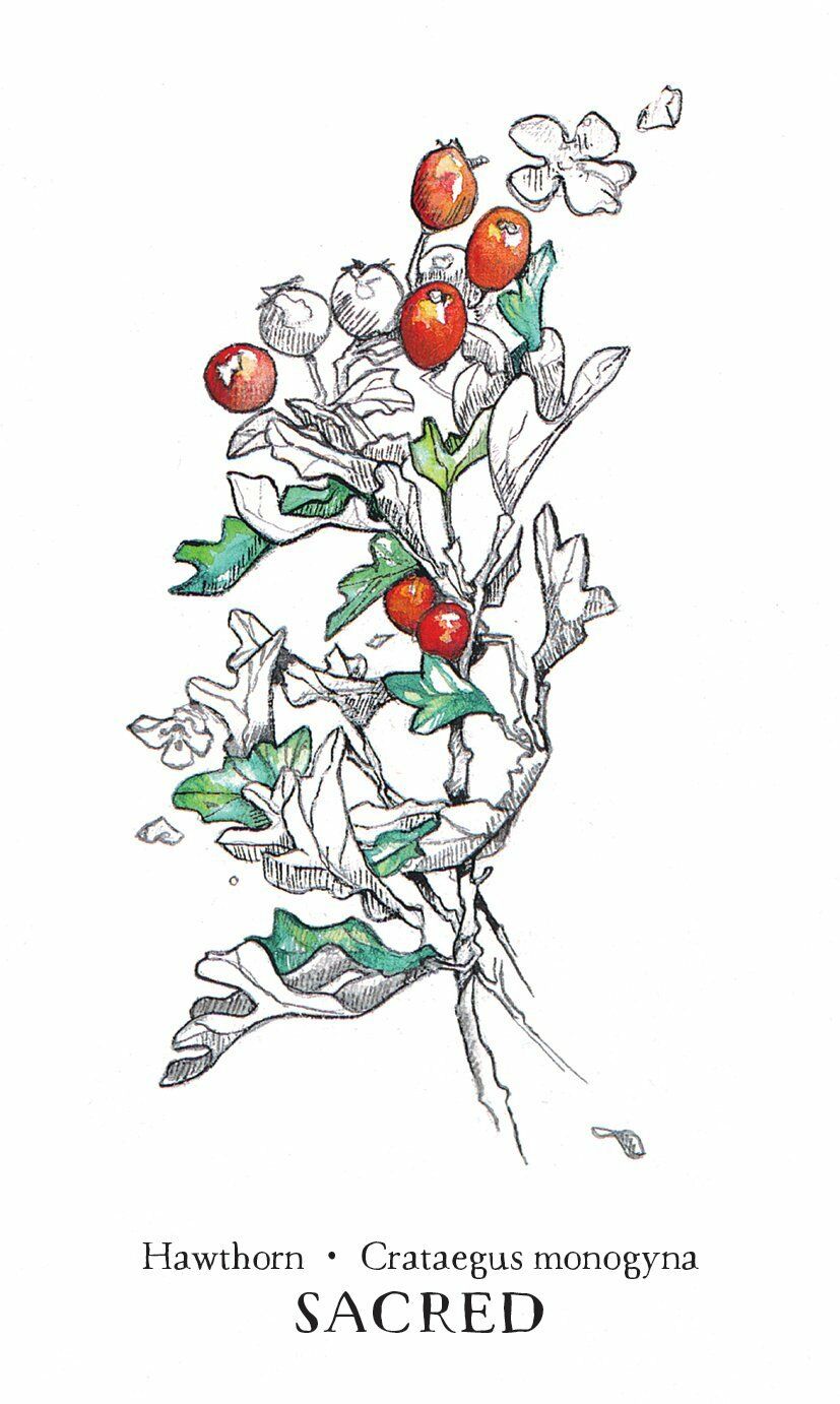 Hedgewitch Botanical Oracle kortos Llewellyn