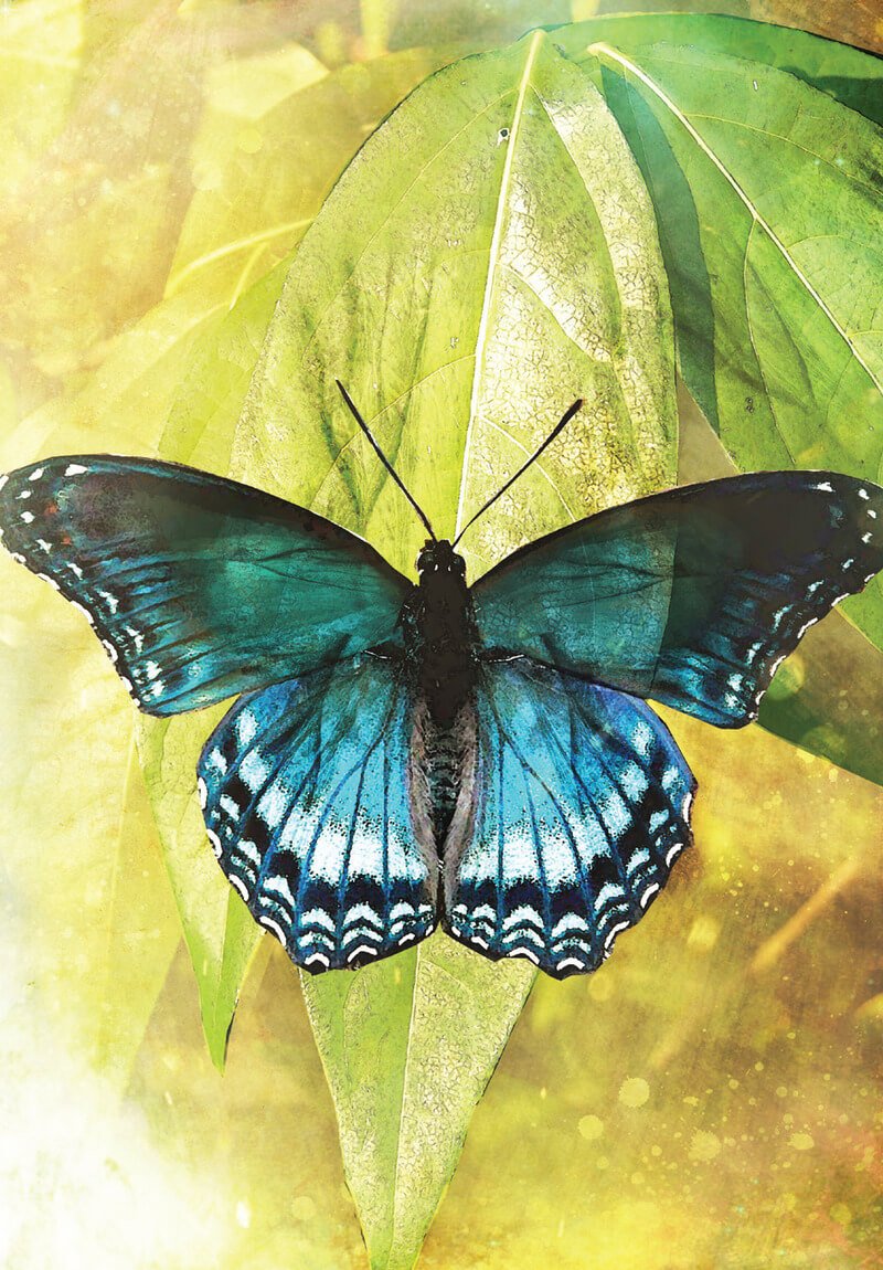 Butterfly Transformations kortos (naujas leidimas) Blue Angel