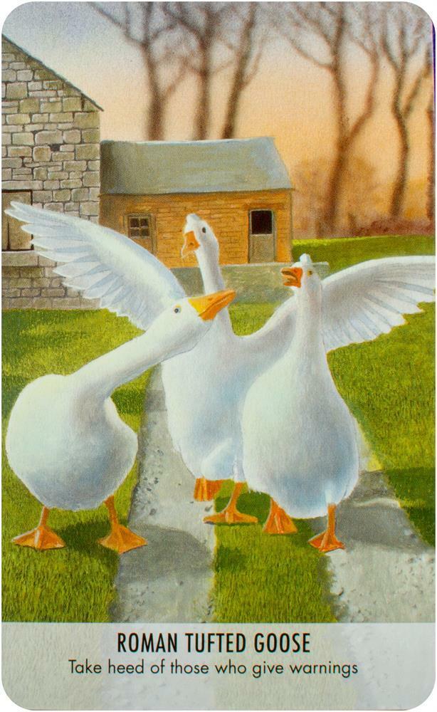 Bird Messages kortos Cico Books