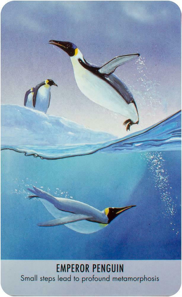 Bird Messages kortos Cico Books