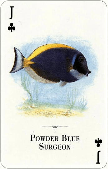 Aquarium Fish of the Natural World žaidimo kortos - OBUOLYS
