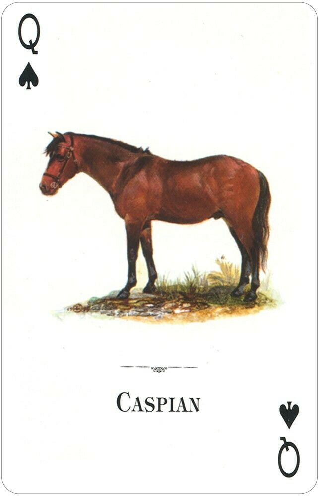 Horses Of The Natural World žaidimo kortos Us Games Systems - OBUOLYS