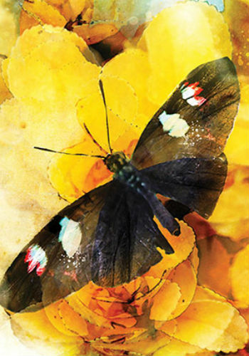 Butterfly Affirmations kortos Blue Angel