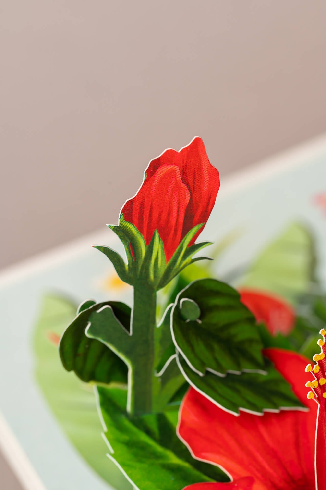 KOLIBRIS IR HIBISKAS: išskirtinio grožio 3D pop - up atvirukas + vokas - OBUOLYS