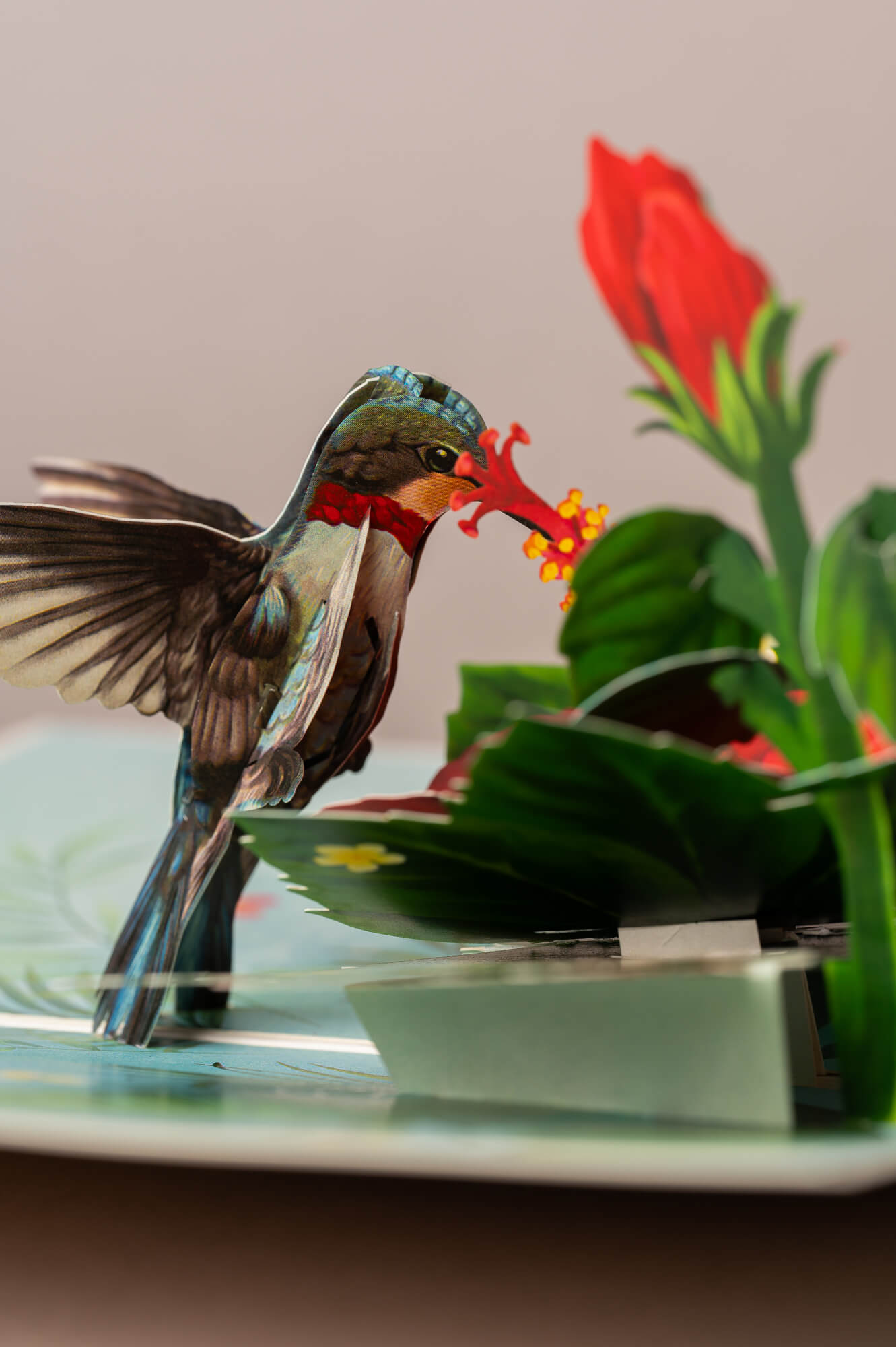 KOLIBRIS IR HIBISKAS: išskirtinio grožio 3D pop - up atvirukas + vokas - OBUOLYS