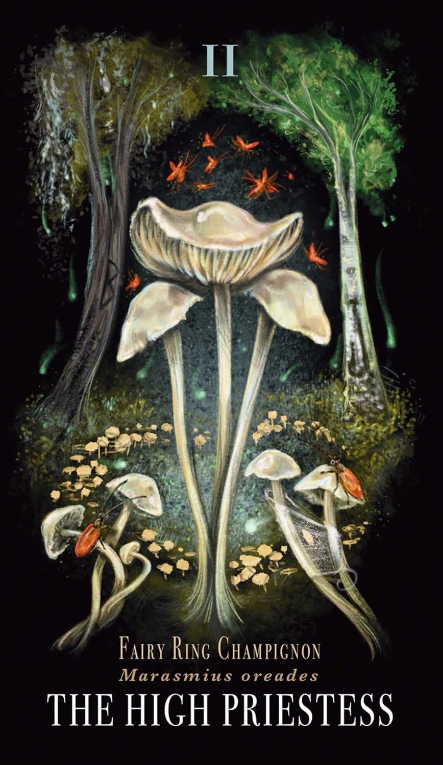 Midnight Magic Taro kortos Adams Media - OBUOLYS