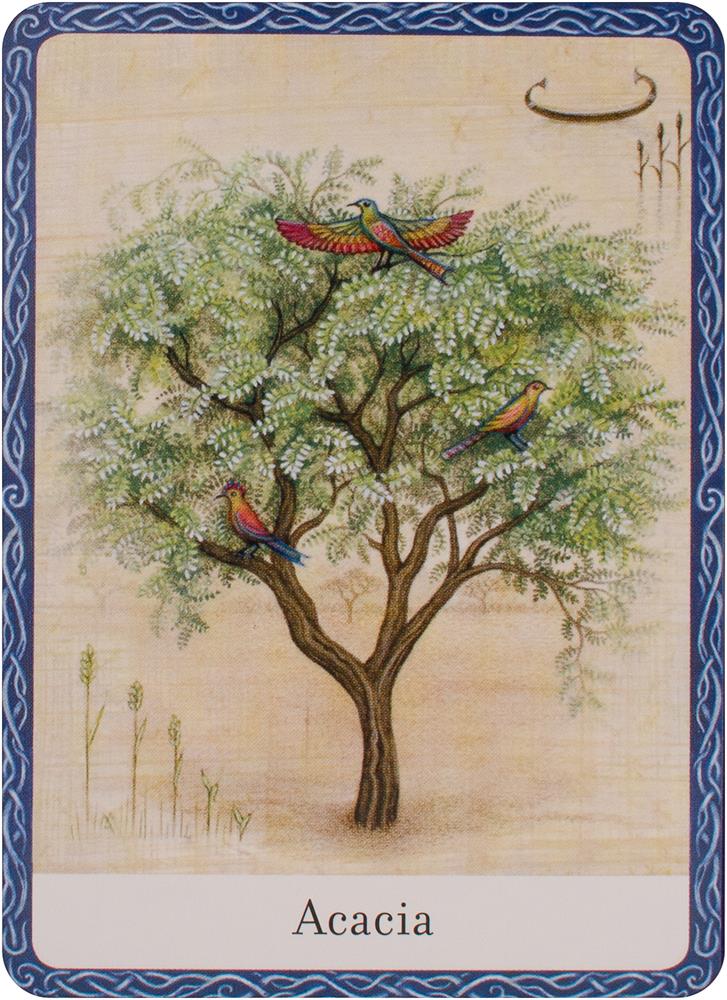 The Wisdom Of Trees Oracle kortos Watkins Publishing