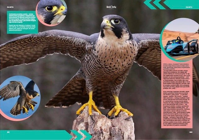 DIDŽIOJI LIETUVOS REKORDŲ KNYGA: XXL (beveik 1,5 kg svorio) spalvota rekordų biblija - OBUOLYS